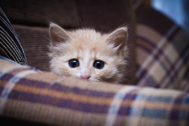 relocation with pets